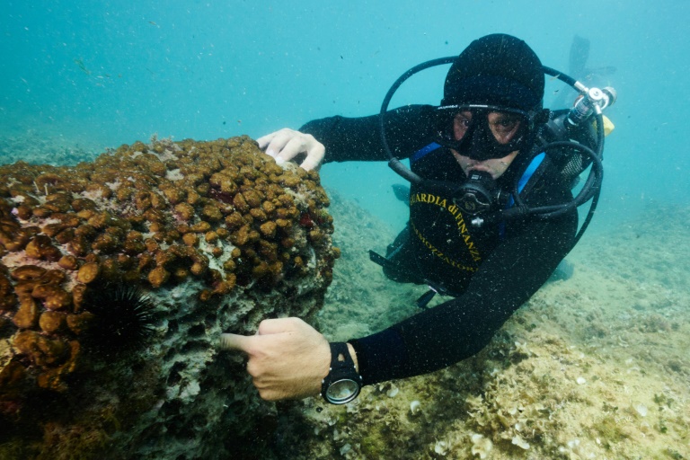Calcareous rock is gutted by hundreds of holes chiseled by poachers to extract date mussels Calcareous rock is gutted by hundreds of holes chiseled by poachers to extract date mussels