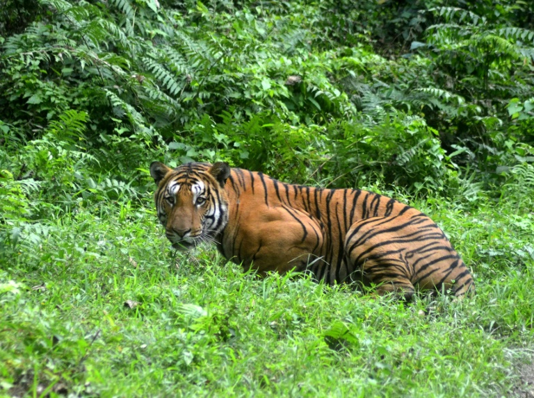 A tiger's stripes are unique, like human fingerprints. An estimated 4,500 of the big cats remain in the wild across Asia. A tiger's stripes are unique, like human fingerprints. An estimated 4,500 of the big cats remain in the wild across Asia.