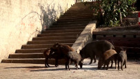 Spanish cities tackle wild boar invasions