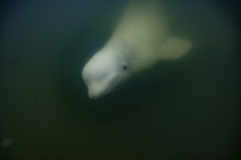 Some 55,000 beluga whales migrate to Canada's Hudson Bay each summer Some 55,000 beluga whales migrate to Canada's Hudson Bay each summer