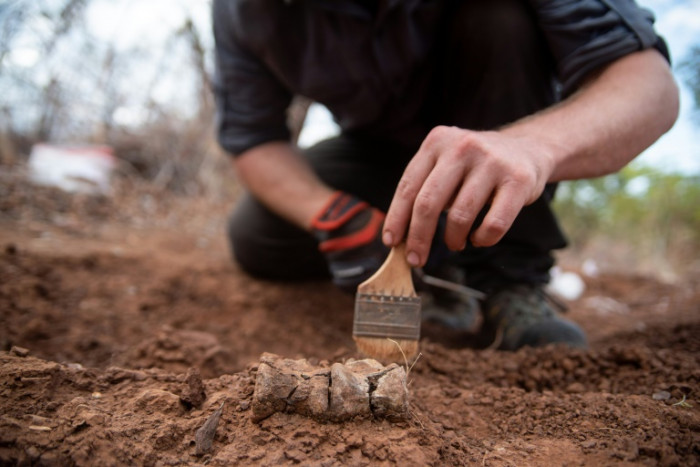 Africa's oldest dinosaur found in Zimbabwe - Vimarsana News