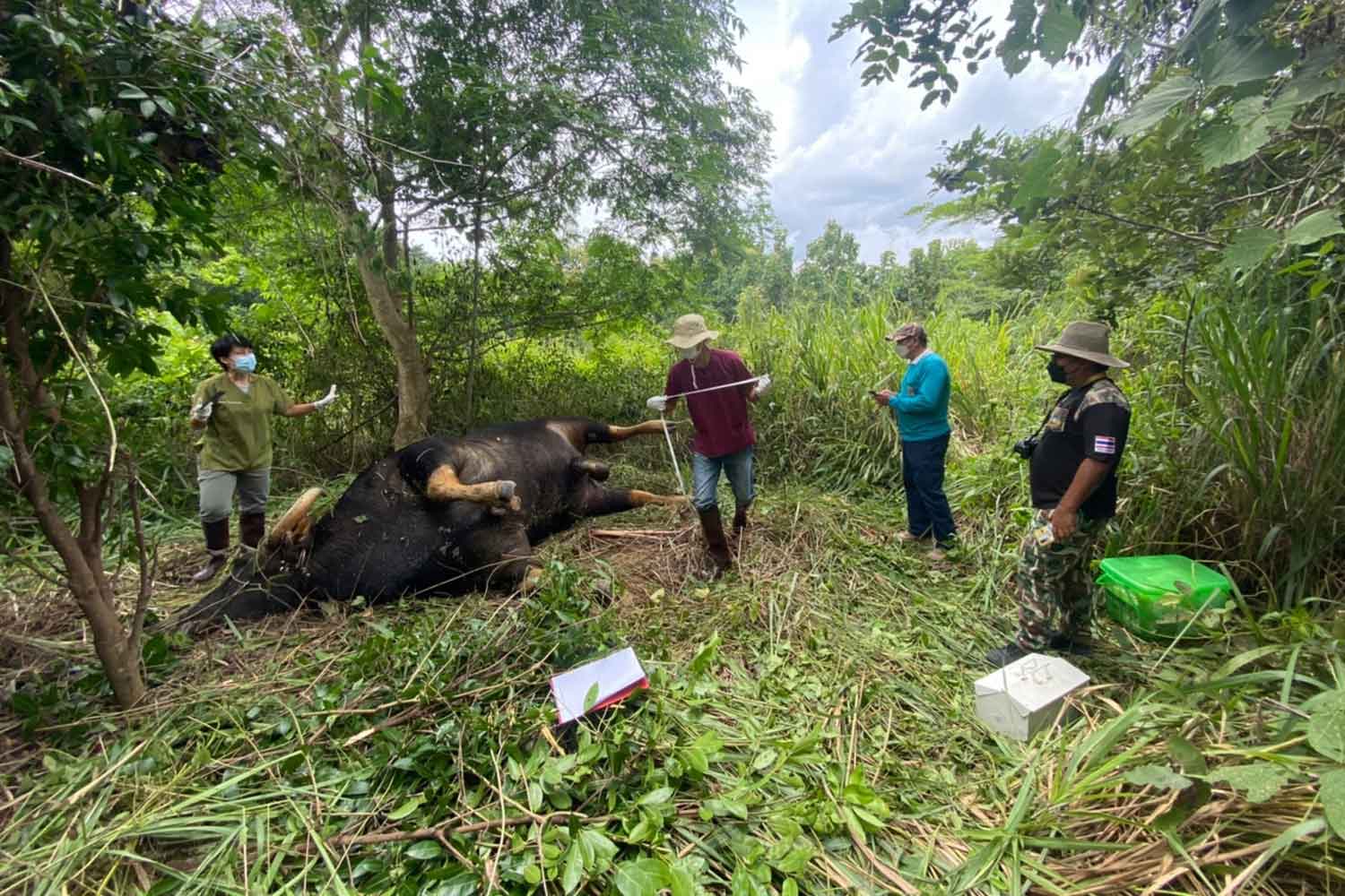 Veterinarian Pannarai Wongwatanakij, left, from Protected Area Regional Office 7, and her assistants examine the dead gaur, found near a village in Nakhon Ratchasima's Wang Nam Khieo district on Monday. (Photo: Prasit Tangprasert)