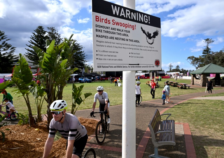 Cyclists pass by a sign warning people of swooping magpies Cyclists pass by a sign warning people of swooping magpies