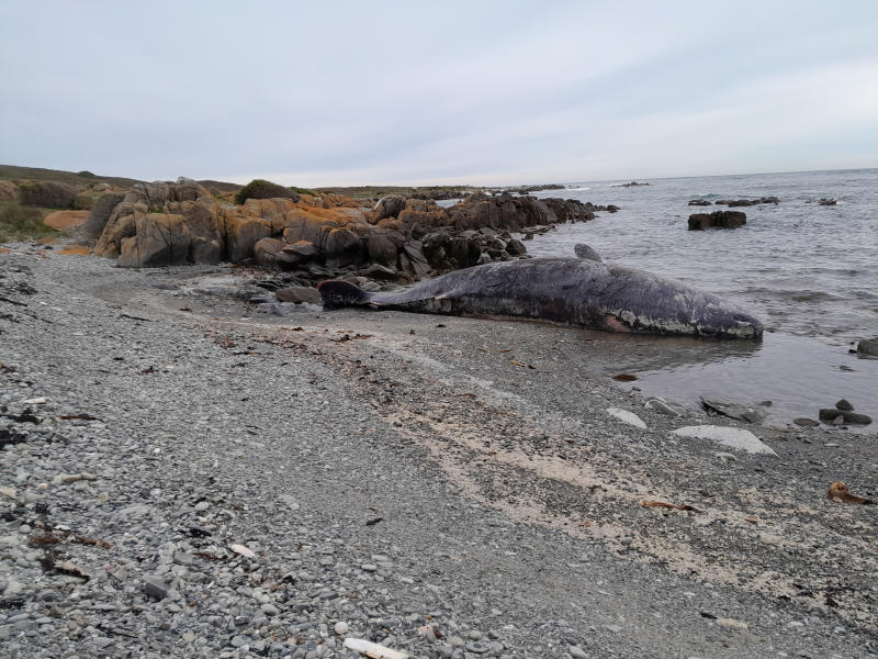 Mass stranding kills 14 whales in Australia