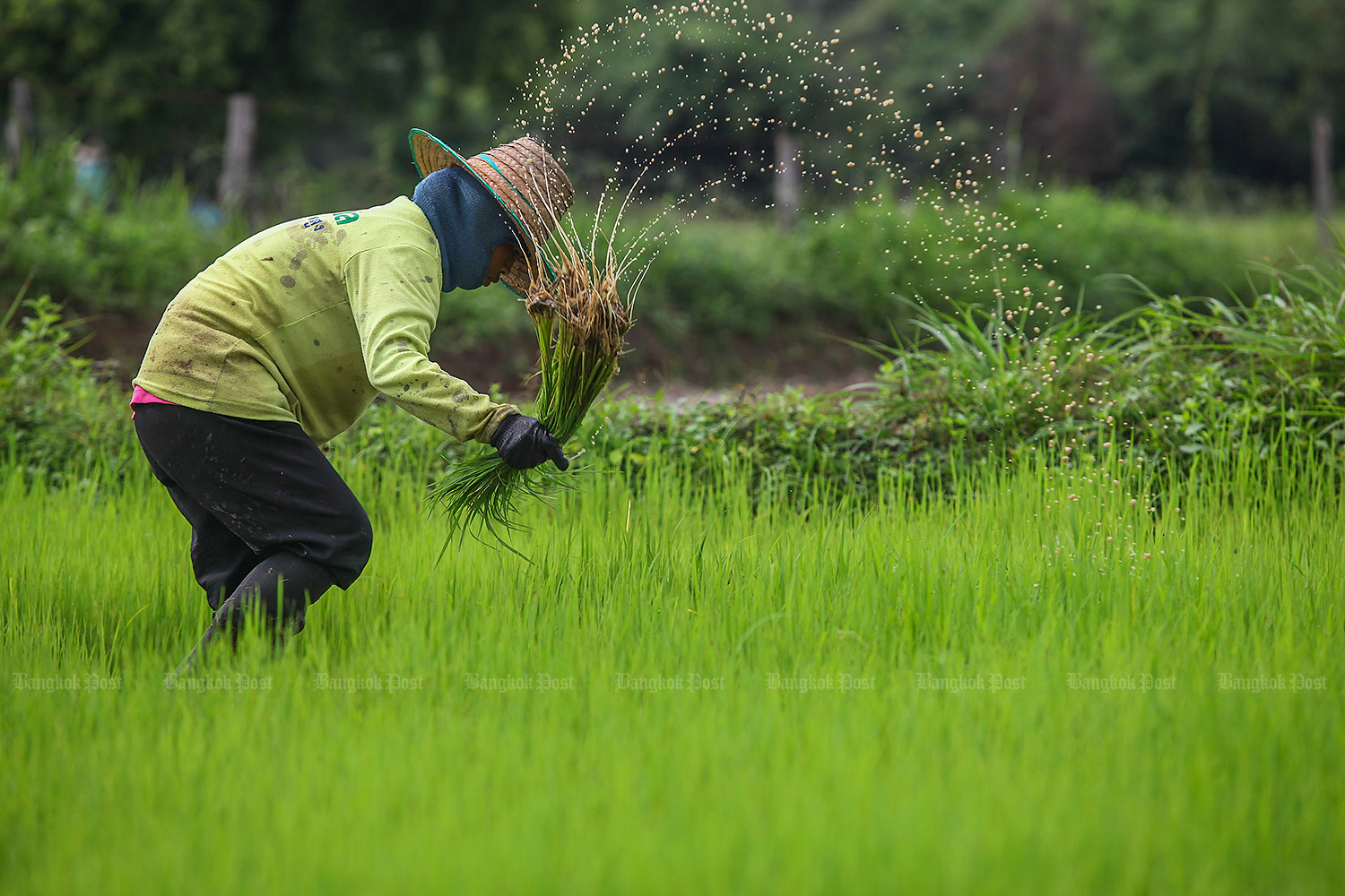 Vietnam: No agreement with Thailand on rice prices