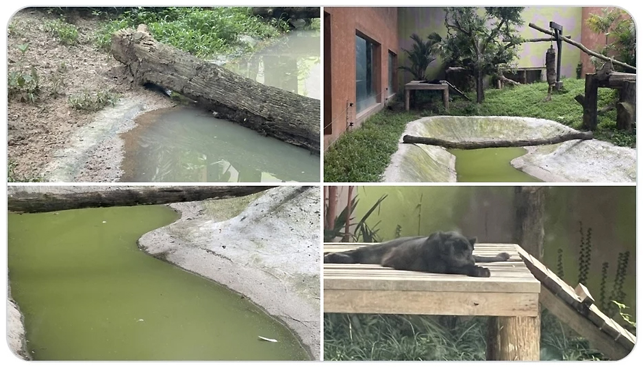 Photos of conditions at Chiang Mai Zoo, posted by a Twitter user on Thursday, led to questions about standards and maintenance.