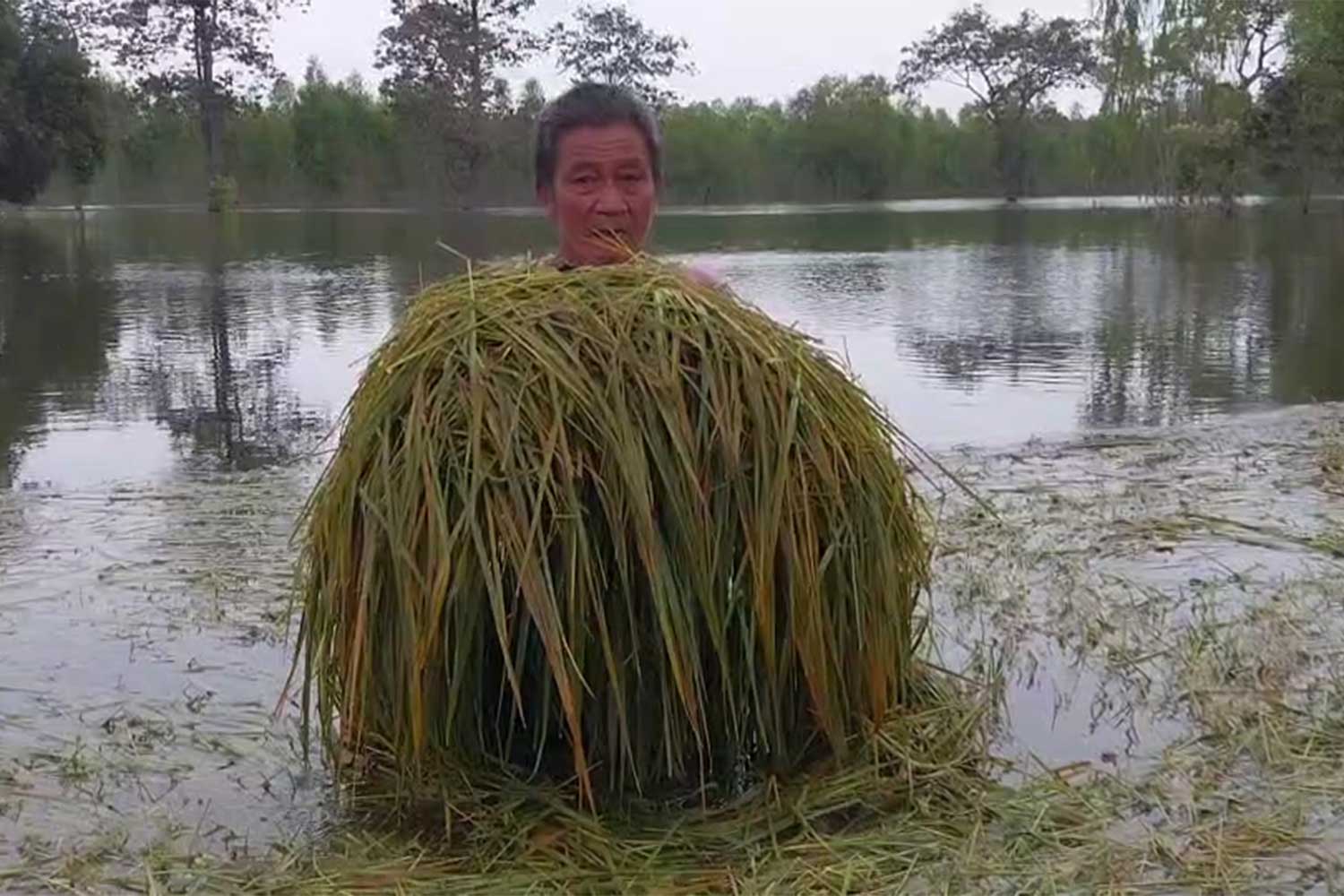 A 70-year-old farmer scoops up an armful of the flood-ruined rice plants in his 20-rai of paddy fields in tambon Koh Kaew of Samrong Thap district, Surin.  (Photo: Nopparat Kingkaew)