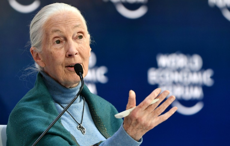 Earth's climate is changing so quickly that humanity is running out of chances to fix it, primatologist Jane Goodall -- pictured on January 22, 2020 -- has warned in an interview Earth's climate is changing so quickly that humanity is running out of chances to fix it, primatologist Jane Goodall -- pictured on January 22, 2020 -- has warned in an interview