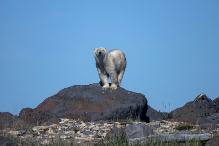 Receding ice leaves Canada's polar bears at rising risk - Vimarsana News