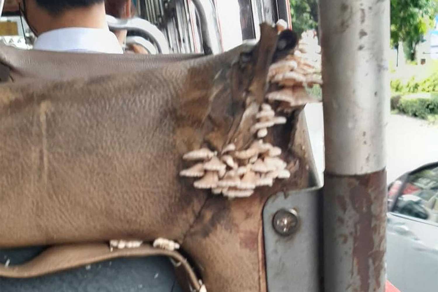 Mushrooms growing on the worn-out seat of a No.82 bus. The photo was taken by a commuter and shared on Facebook.