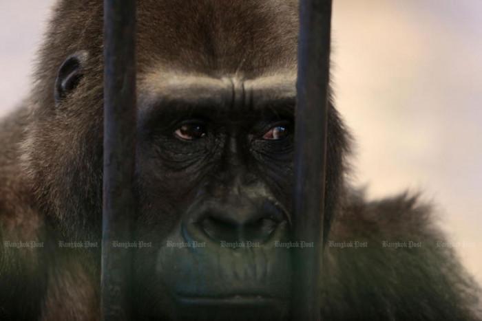 Pata Zoo denies gorilla 'Bua Noi' is for sale - Vimarsana News