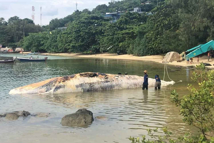 Dead whale in Phuket bay - Vimarsana News