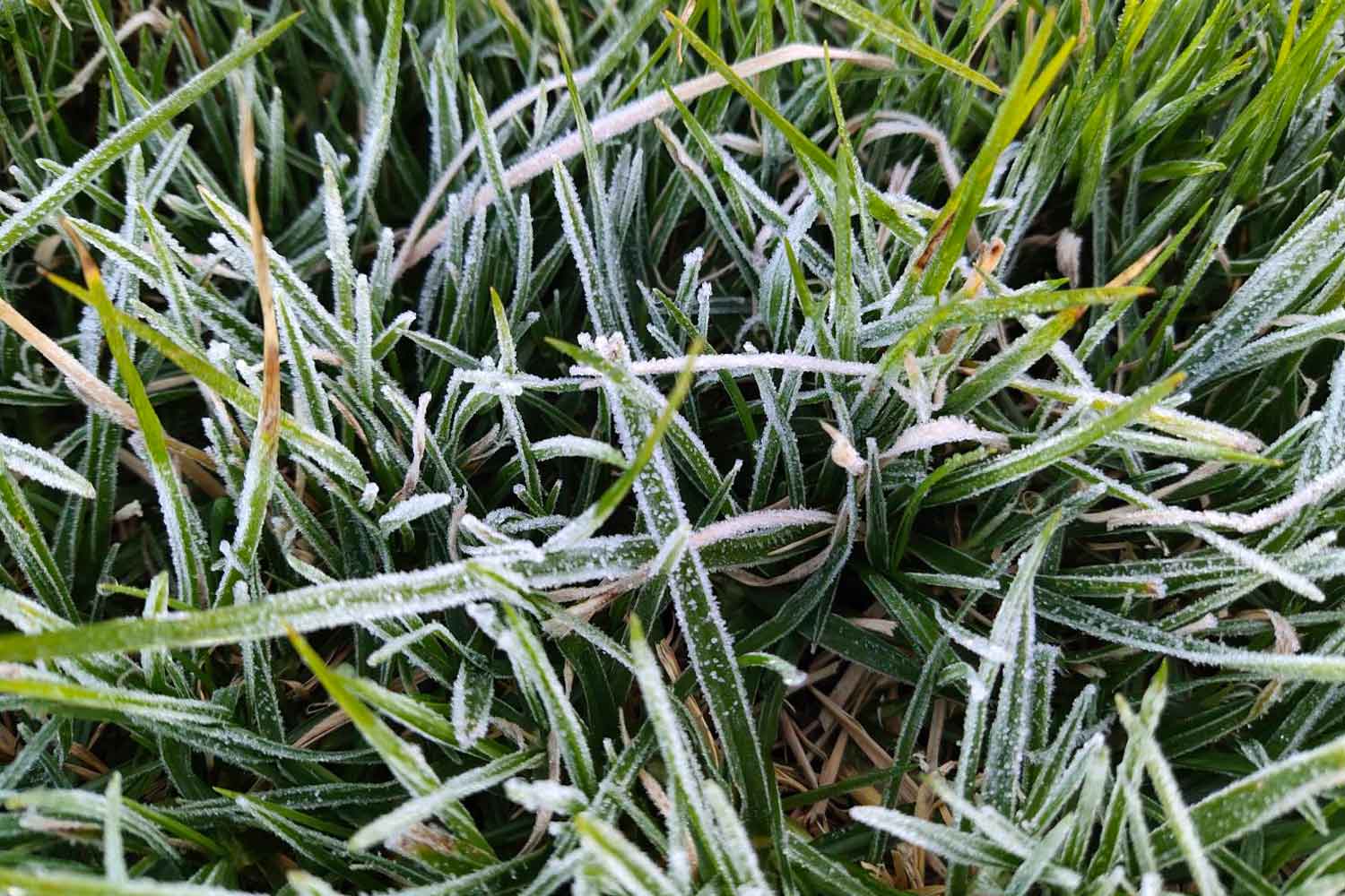 Frost on the grass of Doi Inthanon mountaintop in Chom Thong district of Chiang Mai on Monday morning. (Photo: Panumet Tanraksa)