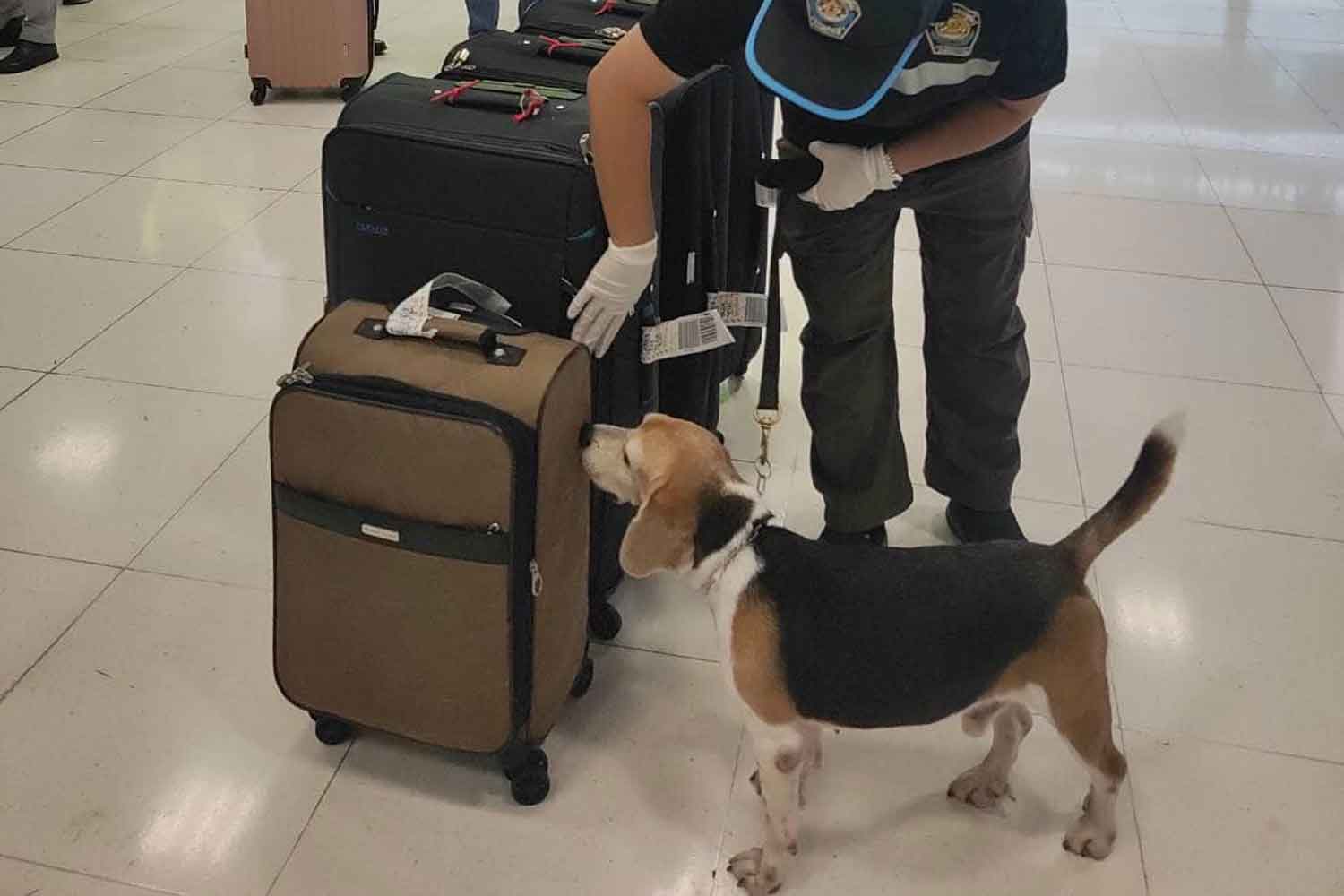 A sniffer beagle on duty at Suvarnabhum airport. (Photos: Livestock Development Department)