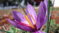 Lebanese architects turn to saffron production
