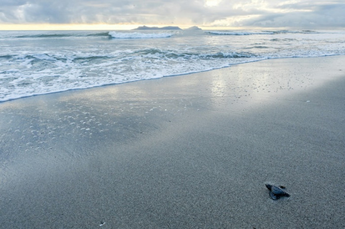 Battle to save Panama turtle at center of aphrodisiac superstition - Vimarsana News