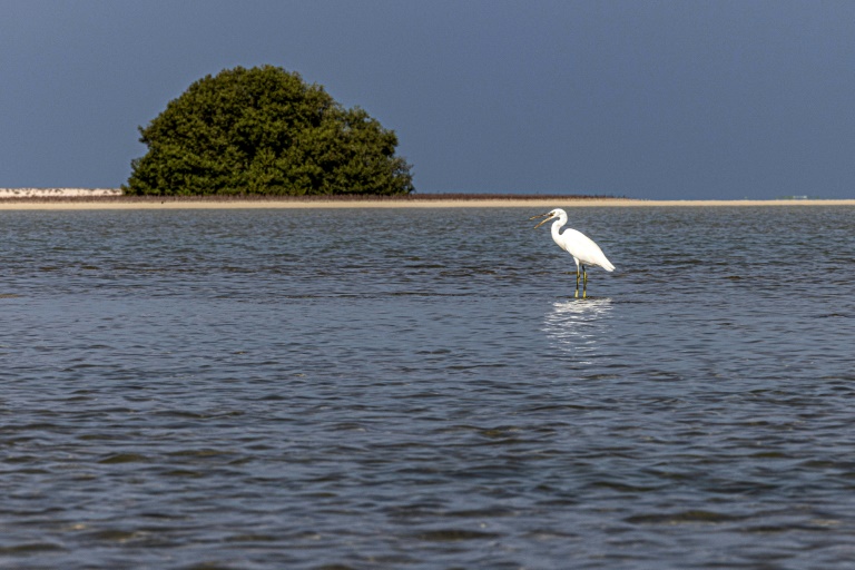 The crucial COP15 meeting comes as scientists warn the world is potentially facing its sixth mass extinction event The crucial COP15 meeting comes as scientists warn the world is potentially facing its sixth mass extinction event