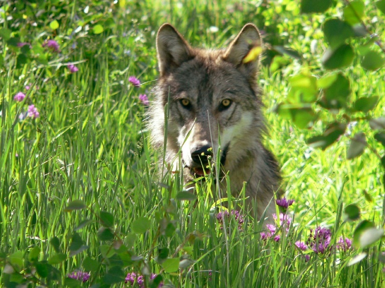 Leader of the pack? A parasite may make grey wolves in Yellowstone National Park take more risks, research suggests. (AFP Photo) Leader of the pack? A parasite may make grey wolves in Yellowstone National Park take more risks, research suggests. (AFP Photo)