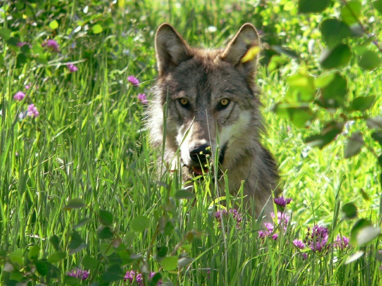 Wolves emboldened by parasite more likely to lead pack, says study