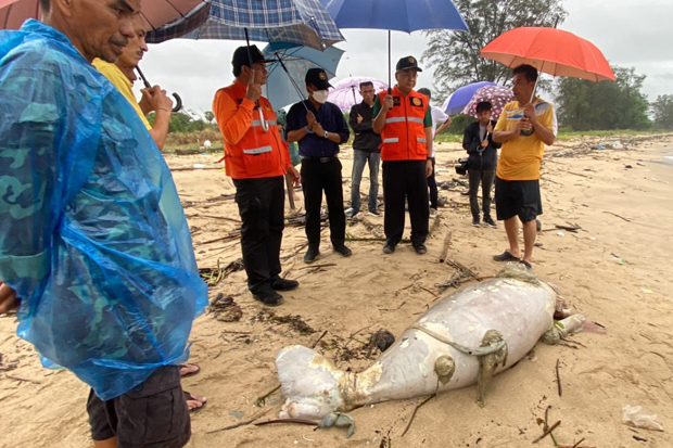 Dugong carcass found on beach