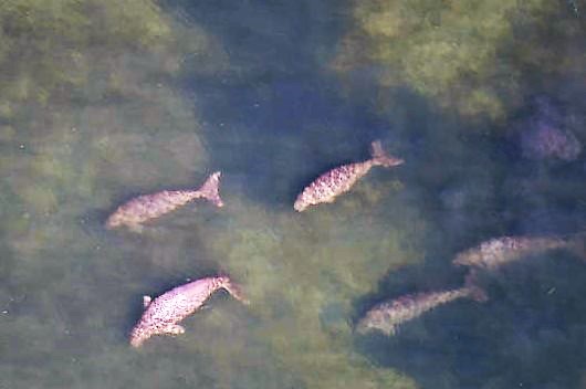 Dugong population increasing