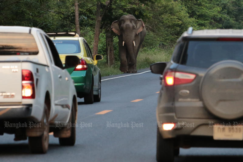 Hungry wild elephants 'knock' on villagers’ doors