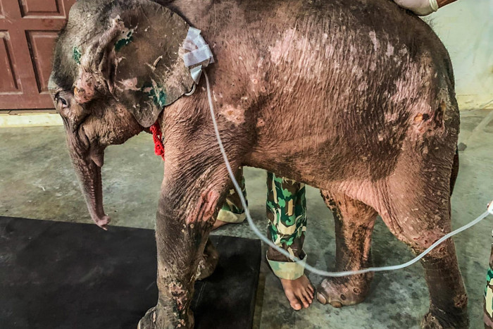 Rescued calf 'Thanwa' dies - Vimarsana News