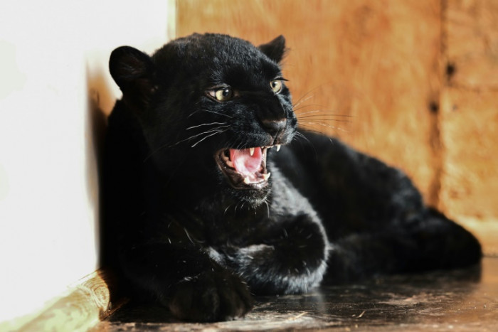 Panther rescued in Ukraine, finds refuge in France - Vimarsana News