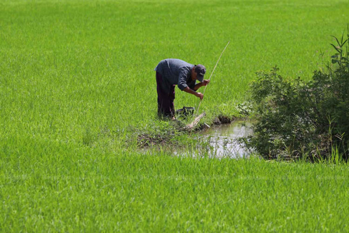 Bangkok Post - BCG model for rice farms