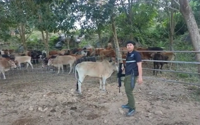 Police stop nearly 90 cattle being smuggled from Myanmar - Vimarsana News