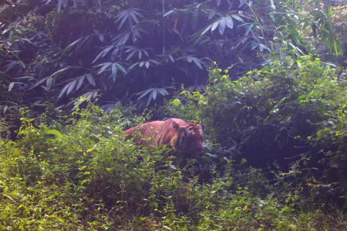 Rare species avoid being hunted in Sri Sawat forest - Vimarsana News