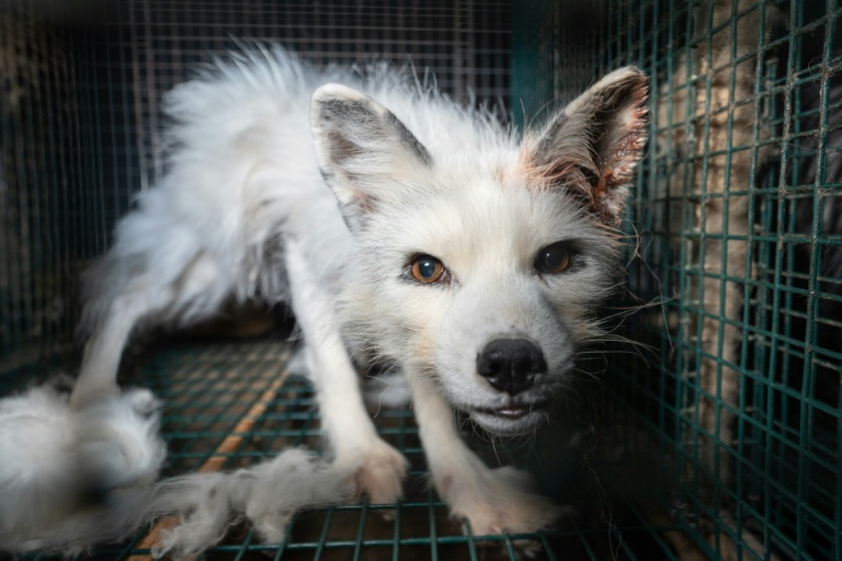 Finnish fur farm horror caught on video as industry fights ban