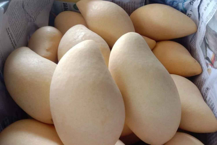Phitsanulok mangoes get status upgrade - Vimarsana News