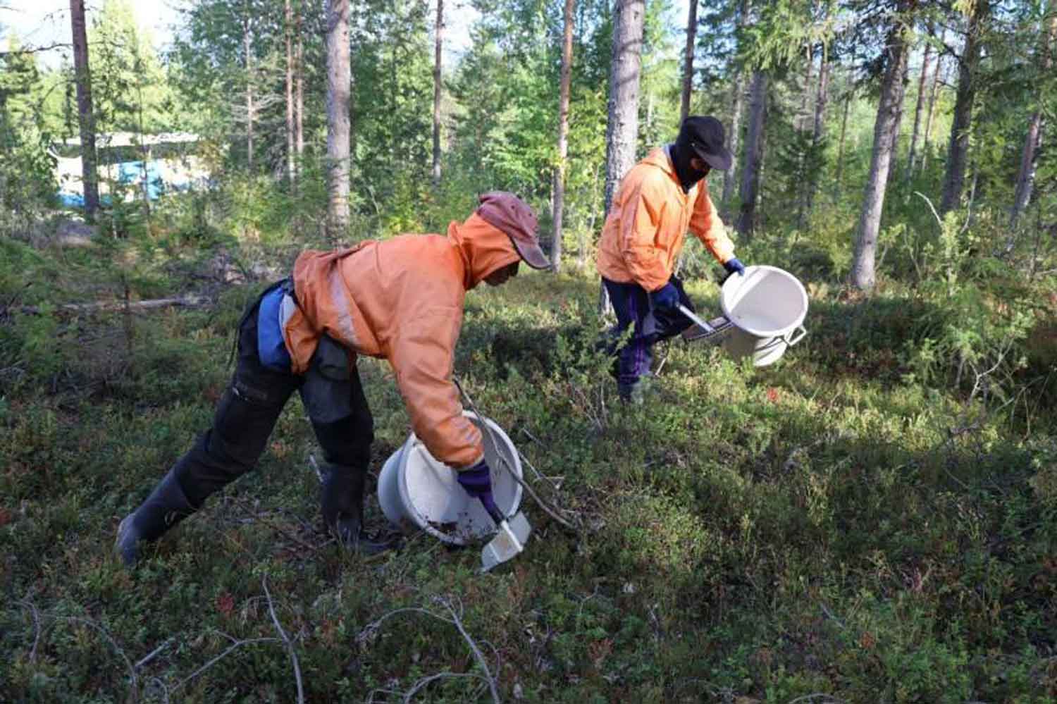 Two Thai workers pick berries in a forest in Europe. (Photo: Ministry of Labour)