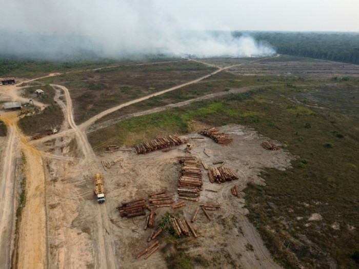 Major firms not doing enough to curb deforestation: report - Vimarsana News
