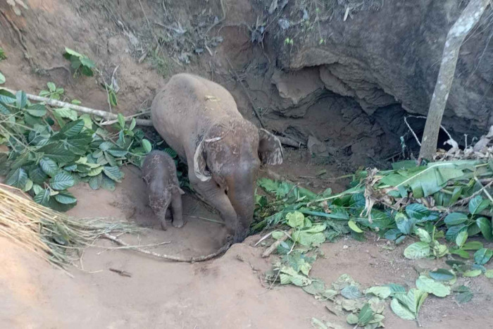 Cow elephant, calf rescued from deep pit - Vimarsana News
