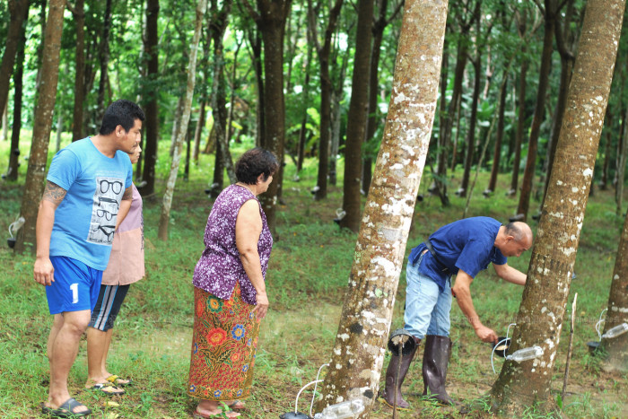 Cabinet okays B7.6bn for rubber price guarantees - Vimarsana News