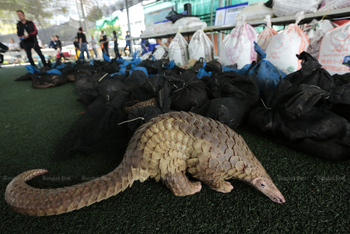 UK dogs to sniff out pangolin smugglers in Thailand - Vimarsana News