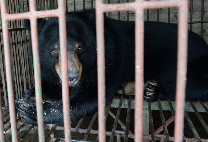Bears freed from illegal bile farm in Vietnam - Vimarsana News