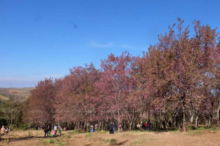 An oasis of sakura - Vimarsana News