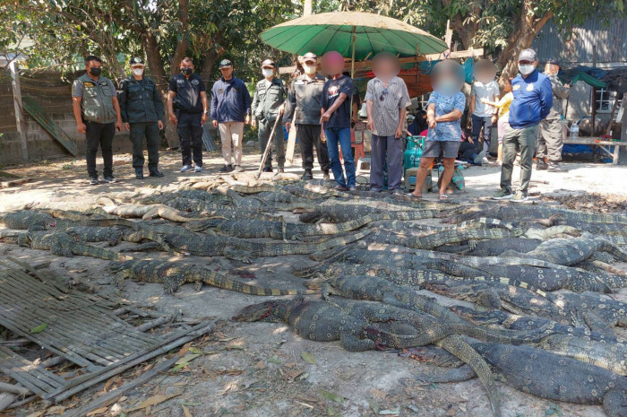 Monitor lizards, carcasses not destined for meatball factory, say police - Vimarsana News