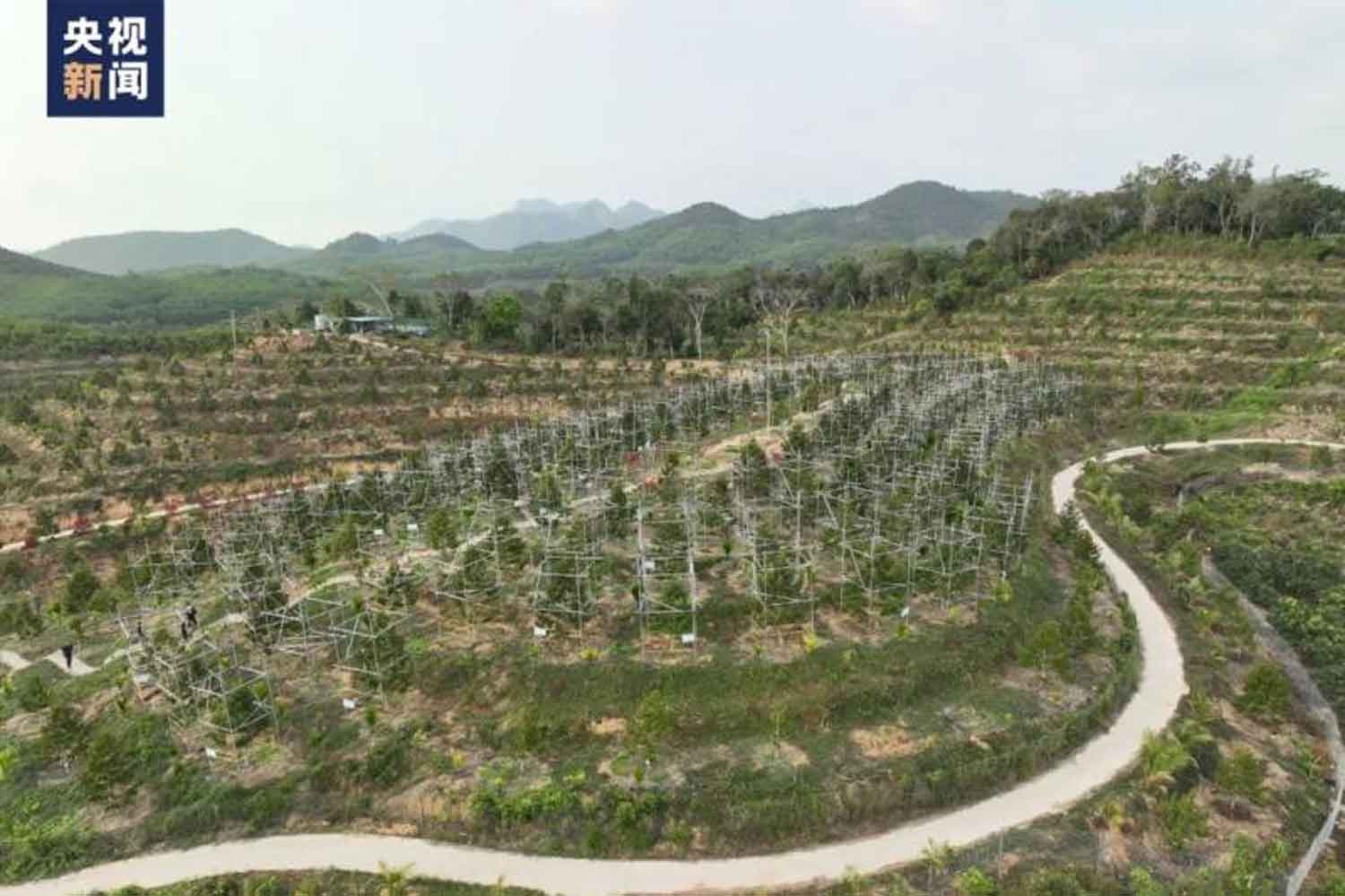 At the Durian Base in Sanya, 93.3 hectares (230.6 acres) of durian trees are bearing young fruit. (Photo: CCTV via South China Morning Post)