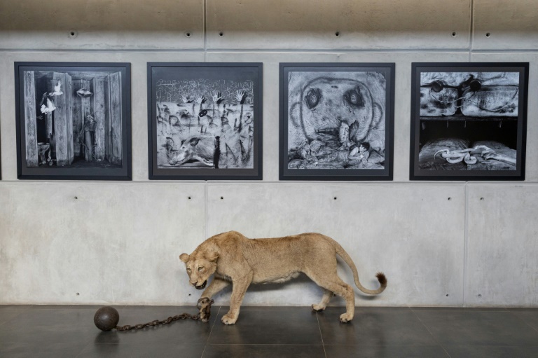 The 'End Of The Game' display is the first to be hosted in Roger Ballen's newly opened Inside Out Centre