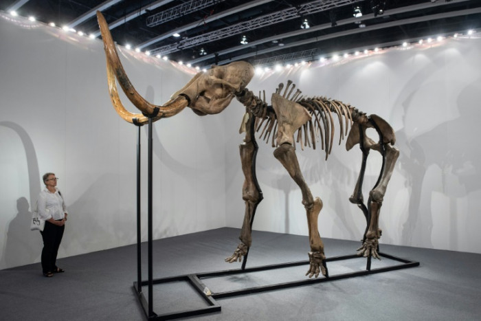 Meatball from extinct mammoth unveiled by food tech firm