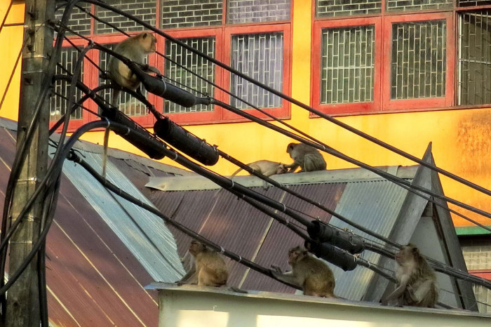 Move to relocate troublesome Khao Wang macaques - Vimarsana News
