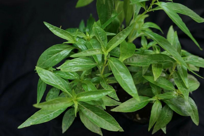 Herbs promoted for use in modern medicine - Vimarsana News