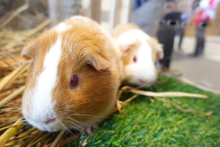Pet expo returns bigger and better - Vimarsana News