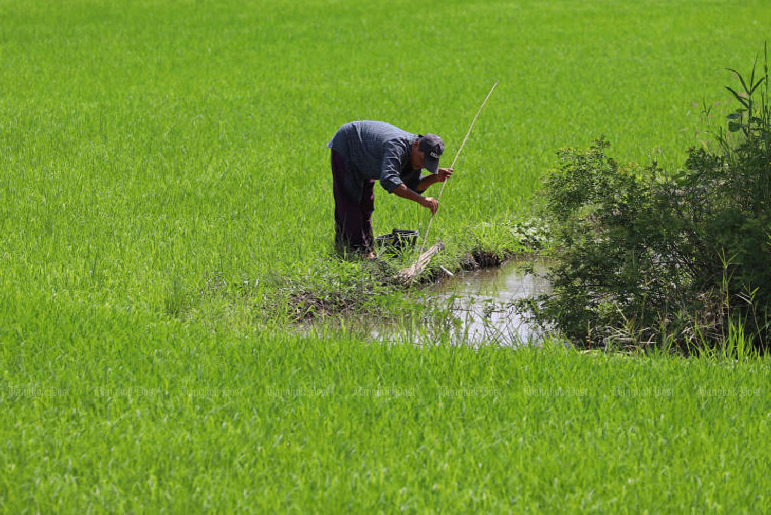 A farmer sets up a fishing rod in a paddy field in Min Buri district of Bangkok. (Photo: Varuth Hirunyatheb)