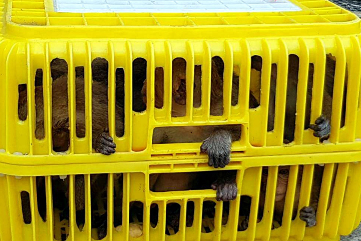 Bangkok Post - Wildlife trafficking gang arrested, macaques rescued