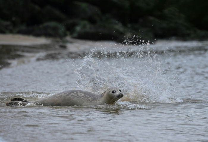 Belgium learns to share beaches with sleepy seals - Vimarsana News